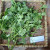 Jotang Kuda ( Synedrella Nodiflora ) Cinderella Weed, 780 Grams