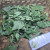 Jotang Kuda ( Synedrella Nodiflora ) Cinderella Weed, 780 Grams