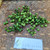 Takokak (Solanum torvum) Turkey Berry Dried, 85 Grams