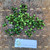 Takokak (Solanum torvum) Turkey Berry Dried, 85 Grams