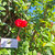 Sepatu Sungsang (Hibiscus schizopetalus) Coral Hibiscus, 360 Grams