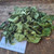 Sepatu Sungsang (Hibiscus schizopetalus) Coral Hibiscus, 600 Grams