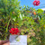 Sepatu Sungsang (Hibiscus schizopetalus) Coral Hibiscus, 600 Grams