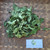 Sepatu Sungsang (Hibiscus schizopetalus) Coral Hibiscus, 780 Grams
