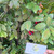 Bird's eye bush (Ochna Serrulata), 90 Grams