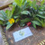 Bird's eye bush (Ochna Serrulata), 180 Grams