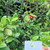 Bird's eye bush (Ochna Serrulata), 360 Grams