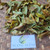 Bird's eye bush (Ochna Serrulata), 360 Grams