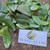 Bird's eye bush (Ochna Serrulata), 600 Grams