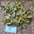 Bird's eye bush (Ochna Serrulata), 600 Grams