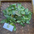 Bird's eye bush (Ochna Serrulata), 780 Grams