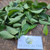 Dwarf Umbrella tree (Heptapleurum arboricola), 180 Grams