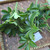 Dwarf Umbrella tree (Heptapleurum arboricola), 180 Grams