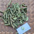 Dwarf Umbrella tree (Heptapleurum arboricola), 360 Grams