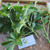 Dwarf Umbrella tree (Heptapleurum arboricola), 600 Grams