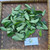 Dwarf Umbrella tree (Heptapleurum arboricola), 600 Grams