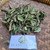 Dwarf Umbrella tree (Heptapleurum arboricola), 600 Grams