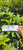 Dwarf Umbrella tree (Heptapleurum arboricola), 780 Grams