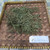Kenikir (Cosmos caudatus), 360 Grams