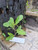Pletekan (Ruellia tuberosa) Minnieroot, 780 Grams