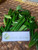 Pandan Wangi (Pandanus amaryllifolius), 180 Grams