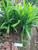 Pandan Wangi (Pandanus amaryllifolius), 600 Grams