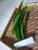 Pandan Wangi (Pandanus amaryllifolius), 780 Grams