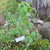 Anting-anting Kering (Acalypha indica), 90 Grams