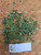 Anting-anting Kering (Acalypha indica), 90 Grams