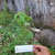 Anting-anting Kering (Acalypha indica), 180 Grams