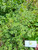 Pulutan (Urena lobata Linn) Caesarweed, 90 Grams