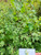 Pulutan (Urena lobata Linn) Caesarweed, 180 Grams