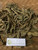 Mahkota Dewa (Phaleria macrocarpa) God's Crown, 90 Grams