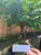 Mahkota Dewa (Phaleria macrocarpa) God's Crown, 90 Grams