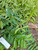 Mahkota Dewa (Phaleria macrocarpa) God's Crown, 180 Grams