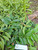 Mahkota Dewa (Phaleria macrocarpa) God's Crown, 360 Grams