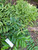 Mahkota Dewa (Phaleria macrocarpa) God's Crown, 600 Grams