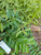 Mahkota Dewa (Phaleria macrocarpa) God's Crown, 780 Grams