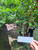 Mahkota Dewa (Phaleria macrocarpa) God's Crown, 780 Grams