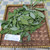 Singkong (Manihot esculenta) Cassava, 600 Grams