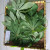 Singkong (Manihot esculenta) Cassava, 780 Grams