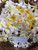 Bunga Kamboja (Plumeria) Frangipani Dried, 780 Grams