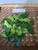 Jeruk Purut (Citrus hystrix) Kafir Lime, 180 Grams