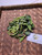 Jeruk Purut (Citrus hystrix) Kafir Lime, 180 Grams
