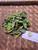 Jeruk Purut (Citrus hystrix) Kafir Lime, 600 Grams