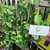 Melati (Jasminum) Jasmine, 360 Grams