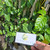 Melati (Jasminum) Jasmine, 360 Grams