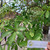 Pulai (Alstonia scholaris) Blackboard Tree, 90 Grams