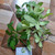 Pulai (Alstonia scholaris) Blackboard Tree, 360 Grams