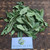 Pulai (Alstonia scholaris) Blackboard Tree, 600 Grams
